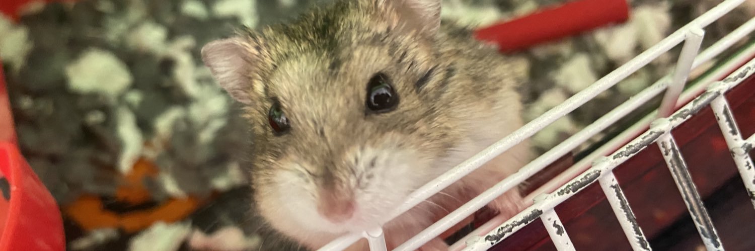 Kaylie (Kay) 🐇🏡✨ banner