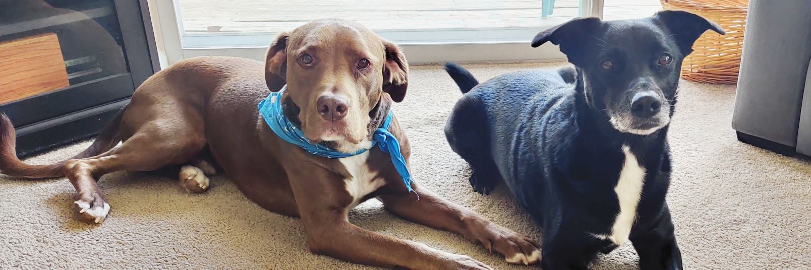 Liz Keyes 🌎♻️🐾 banner