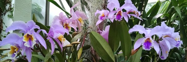 lcatecollins Profile Banner