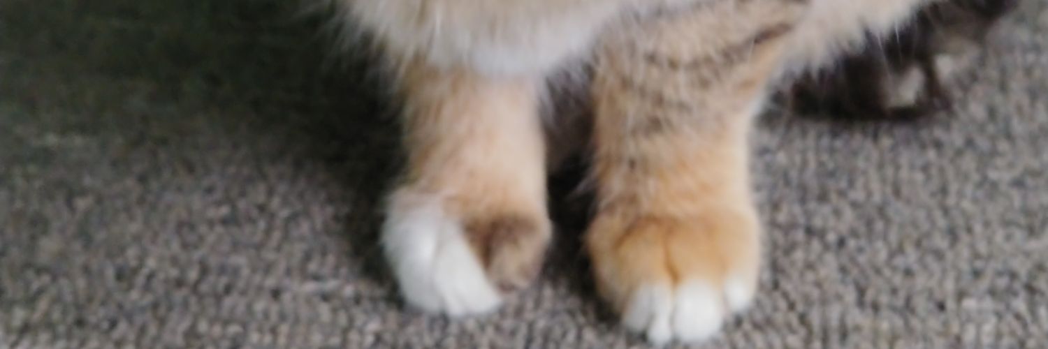 kongdol2_'s profile banner image