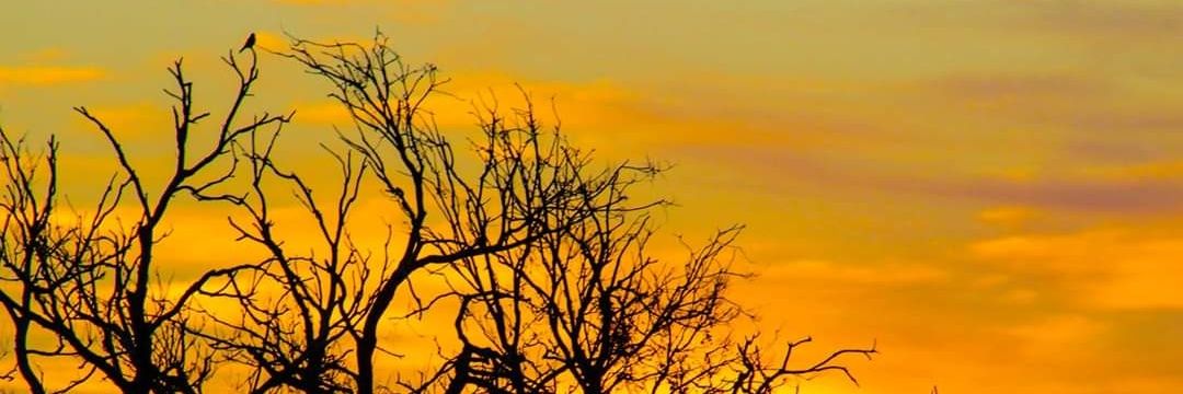 bdschiavi's profile banner image