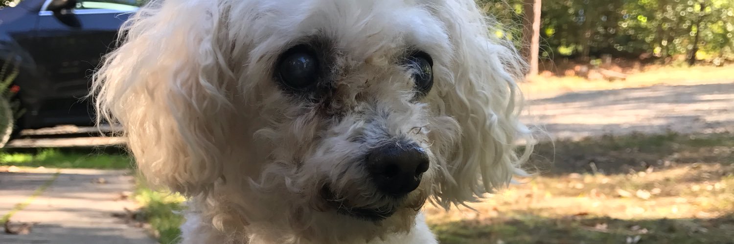 abby_gin's profile banner image