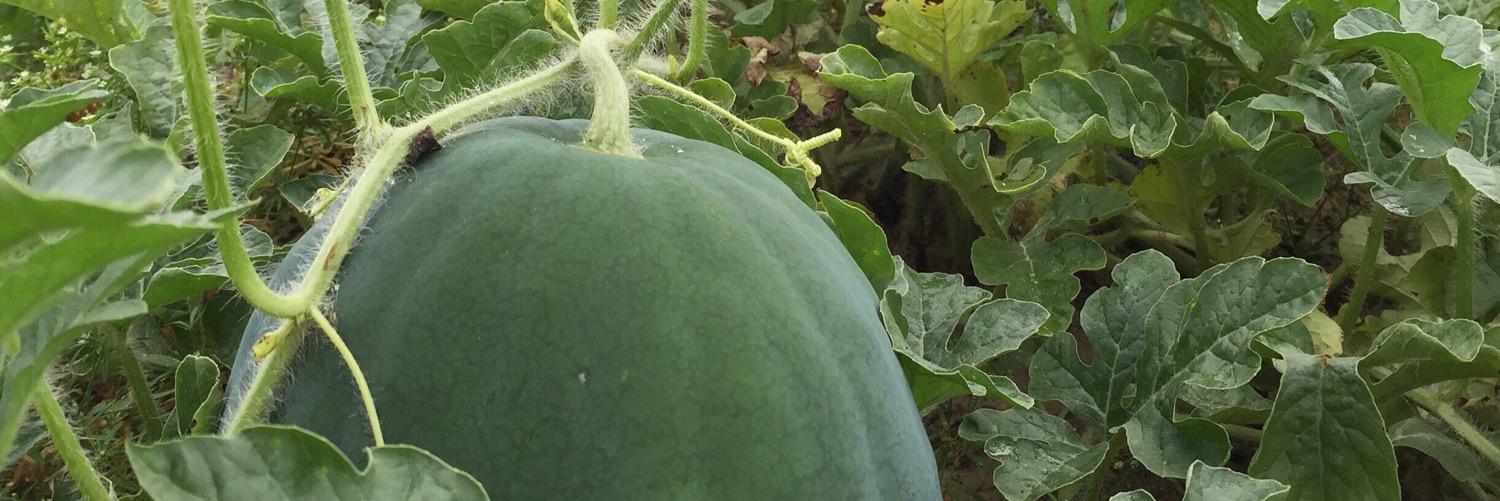 BWatermelons's profile banner image