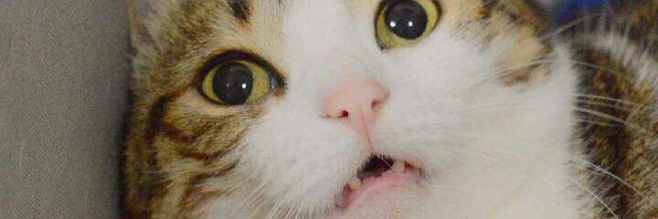 milycious's profile banner image