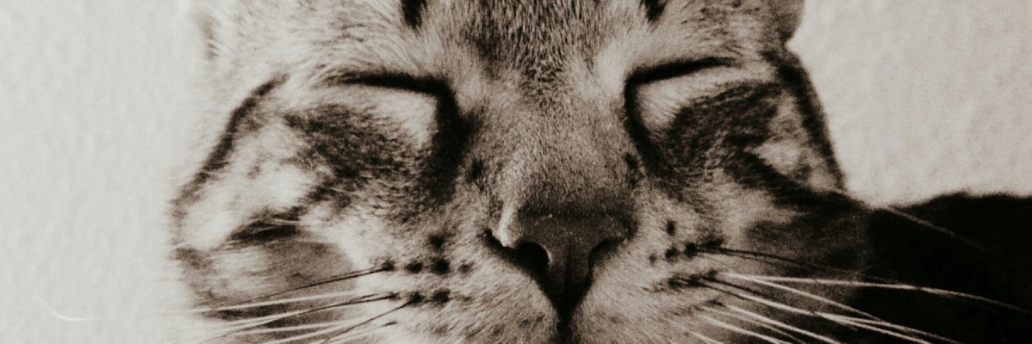 Sandra_Majano's profile banner image