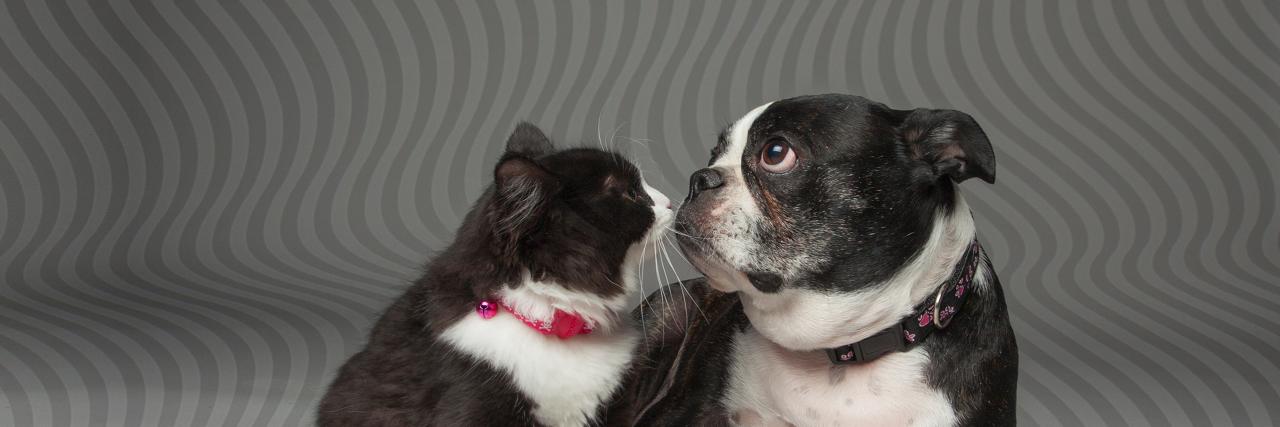 OSPCA SDG Branch banner