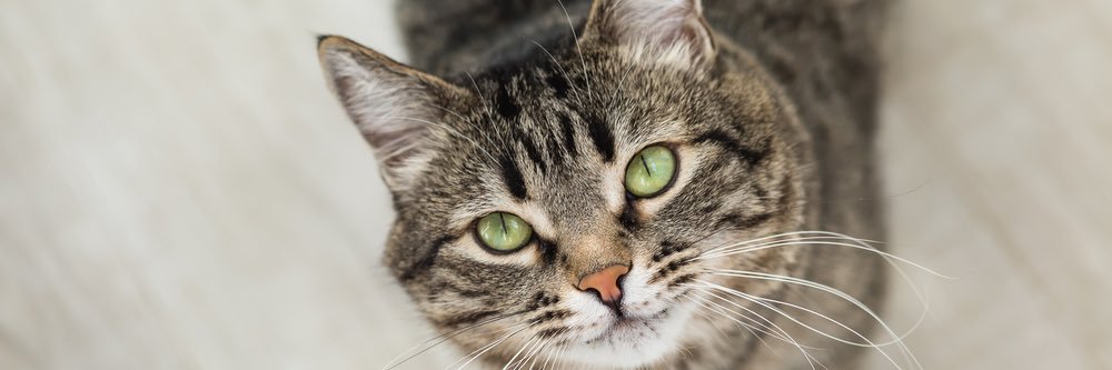 Cat Fan 104 banner