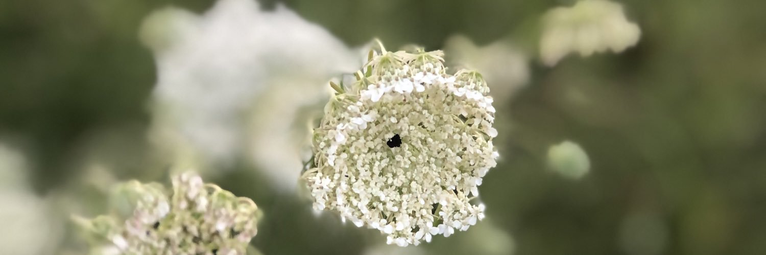 c_flyover's profile banner image