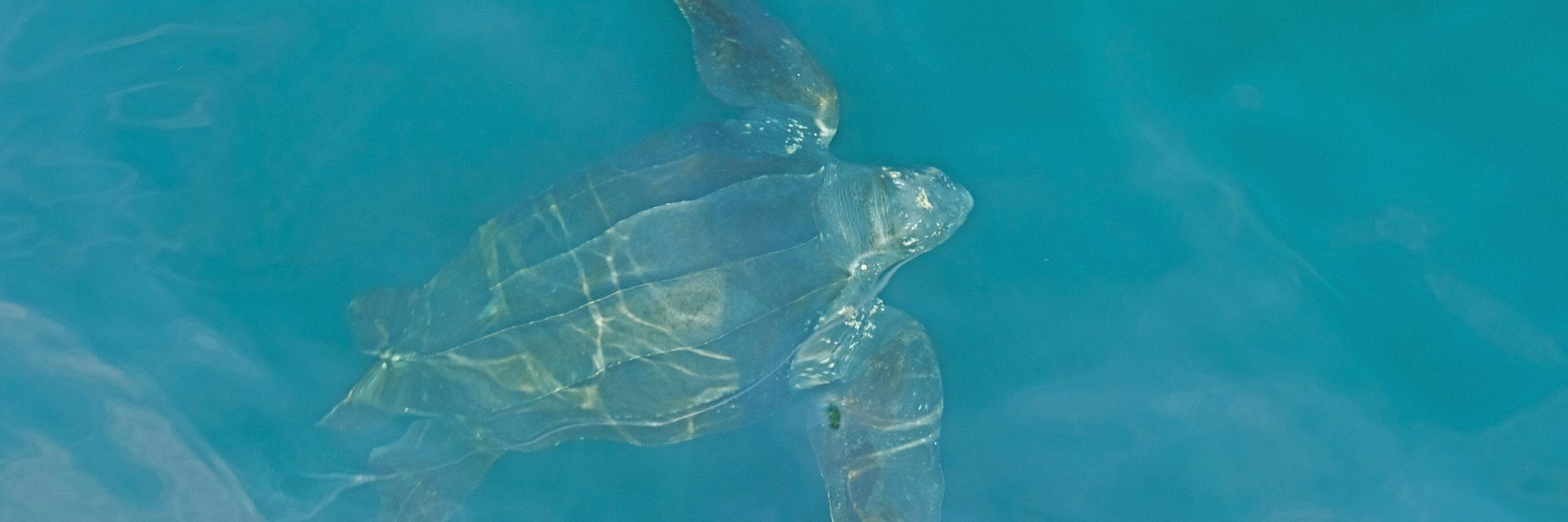 Canadian Sea Turtle Network (@canadaseaturtle) / Posts / X