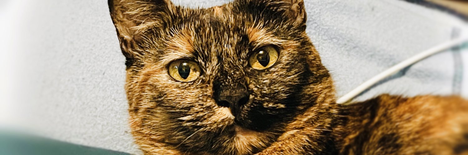 Princesse_Kaya's profile banner image