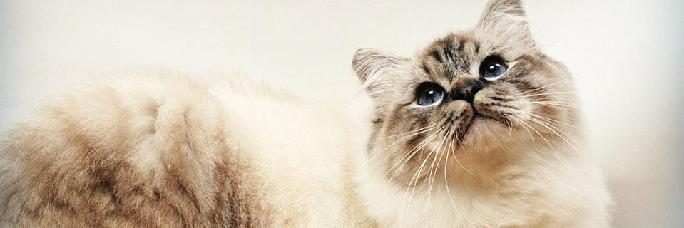 ele_marini's profile banner image
