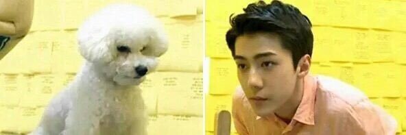 a____sehun's profile banner image