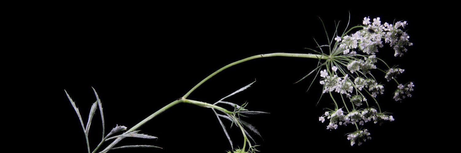 krisha_csa's profile banner image