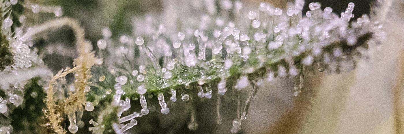CultivatedPDX's profile banner image