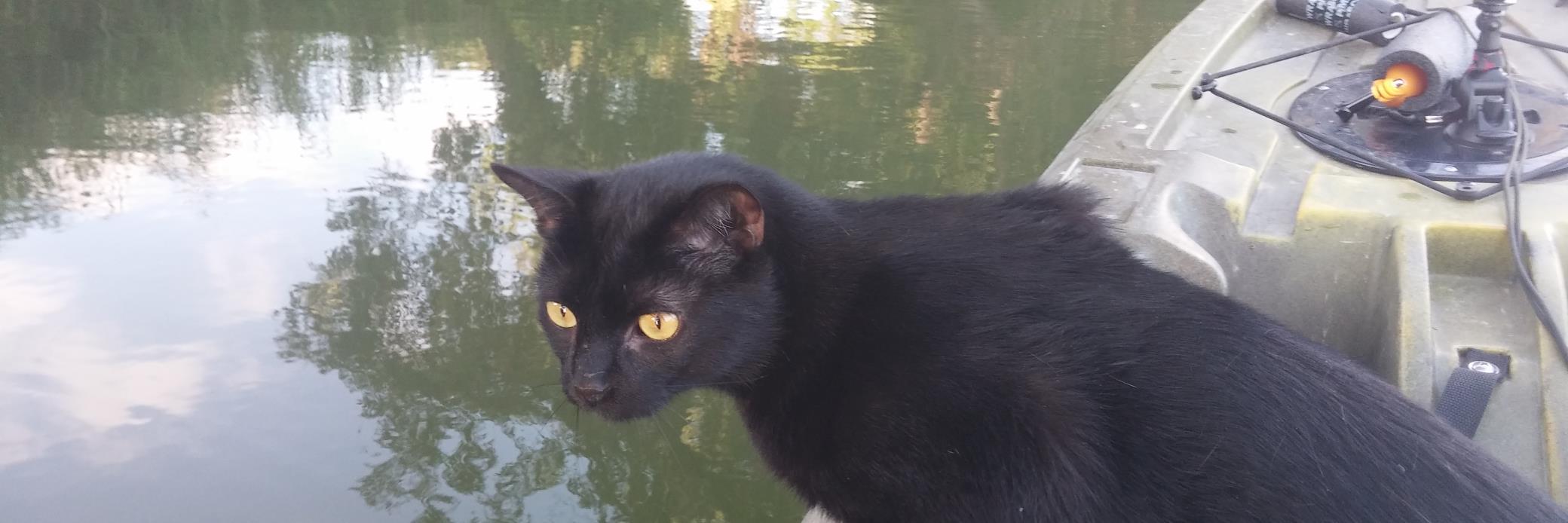 KayakCatShadow's profile banner image