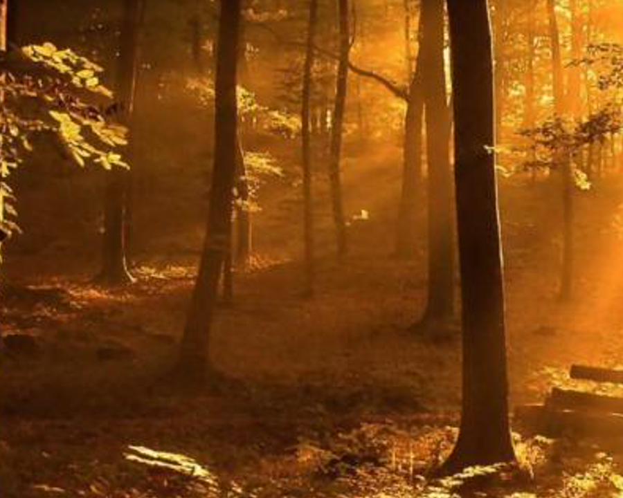 terindep's profile banner image