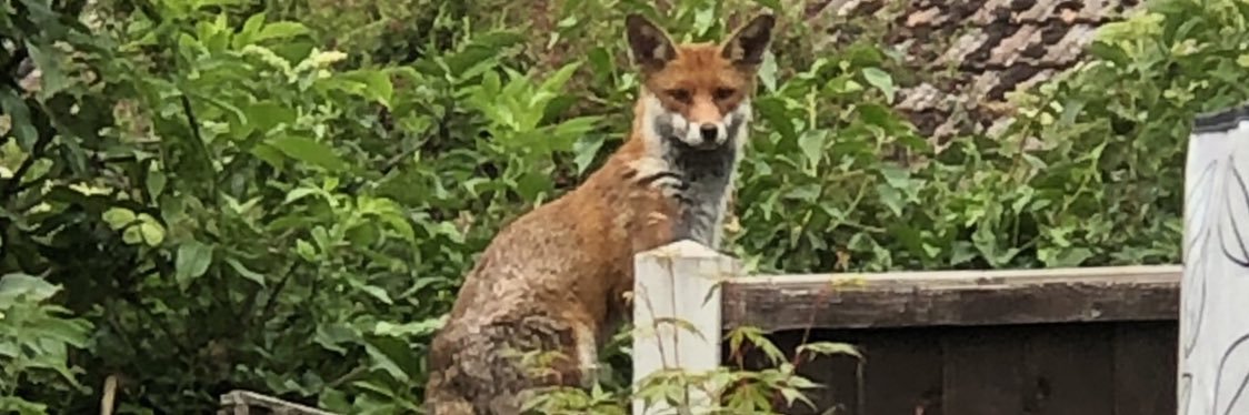 Robyn L. Burton banner