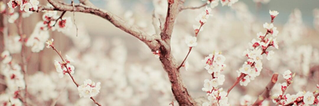 c_talhia's profile banner image