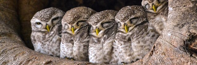 Daniel 🥧-cus banner