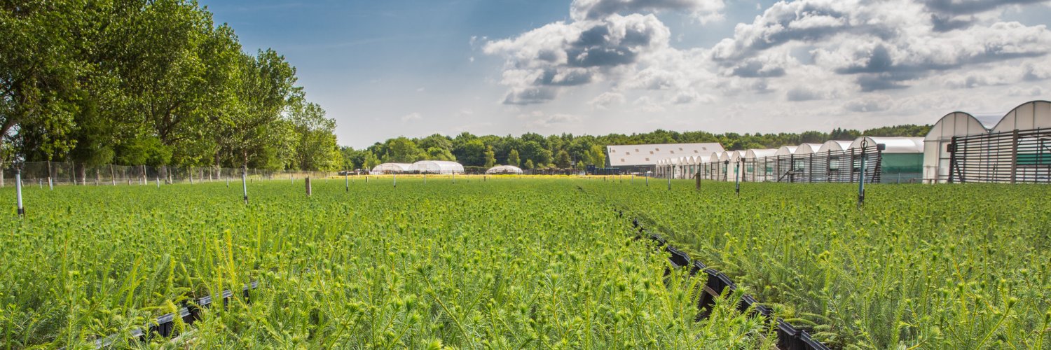 Alba Trees Nursery banner