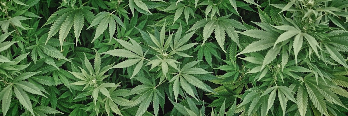 The Green Knight banner