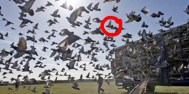 PigeonDrunk's profile banner image