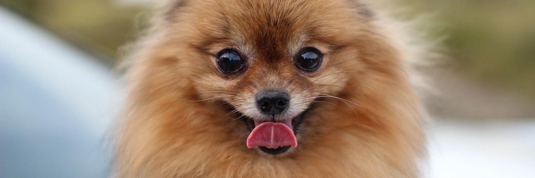 Smiley Animal Planet banner