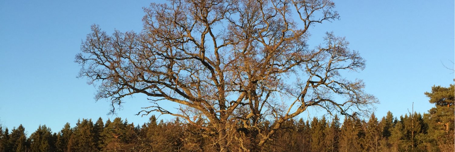 guld55's profile banner image