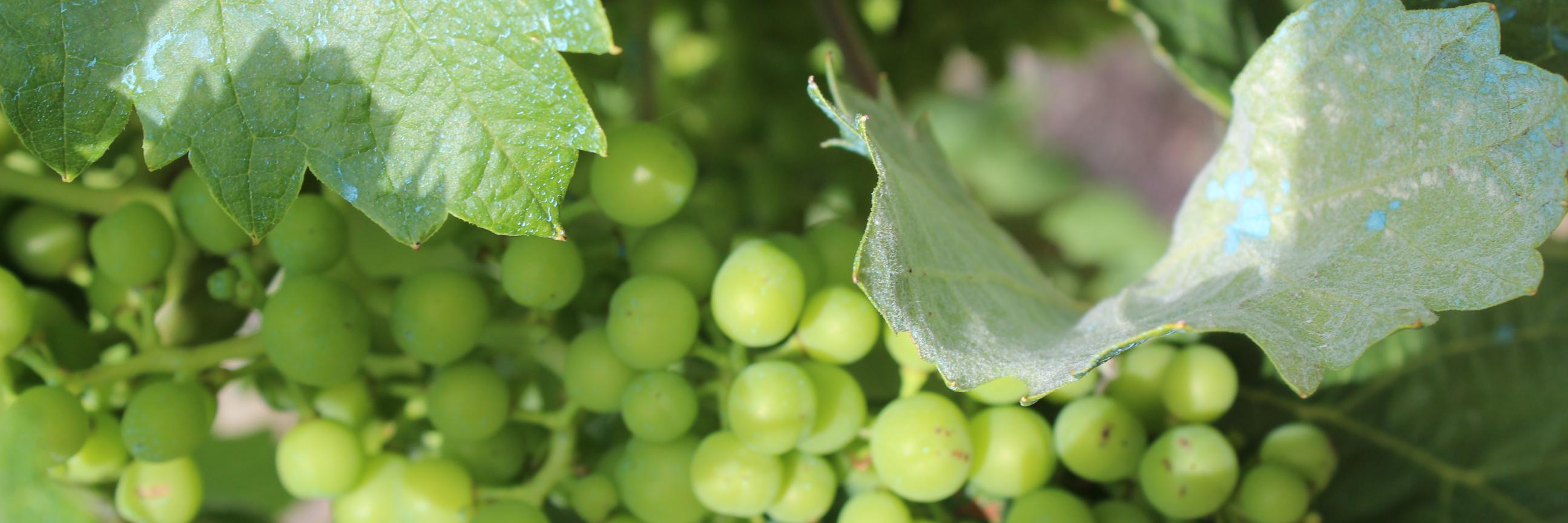 WineCoursesBCN's profile banner image