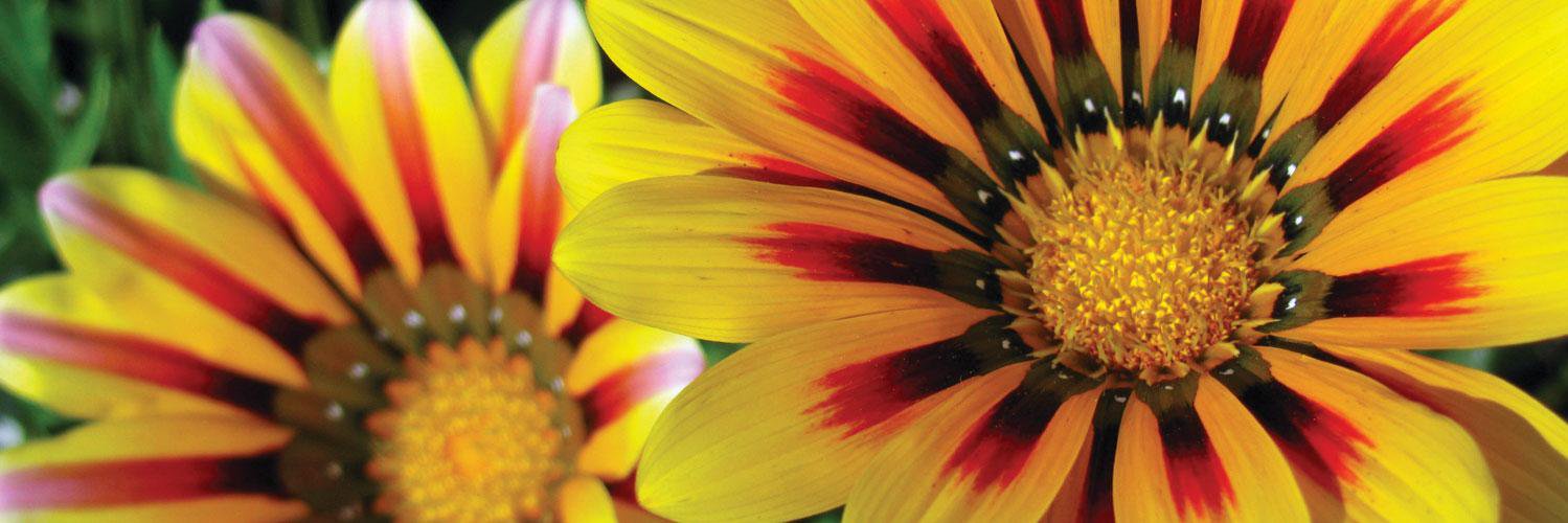 CTownFlowerShow's profile banner image