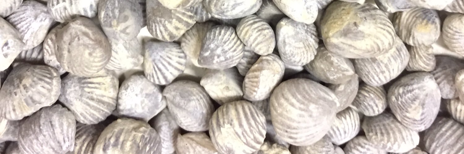 fossilfriday's profile banner image
