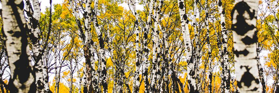 thereborn_mk's profile banner image