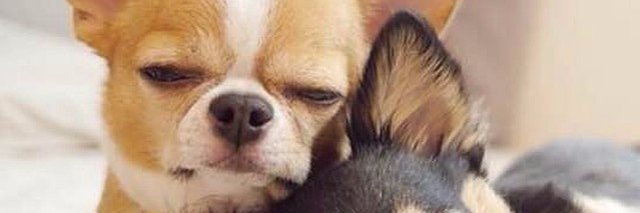 petsinsights's profile banner image