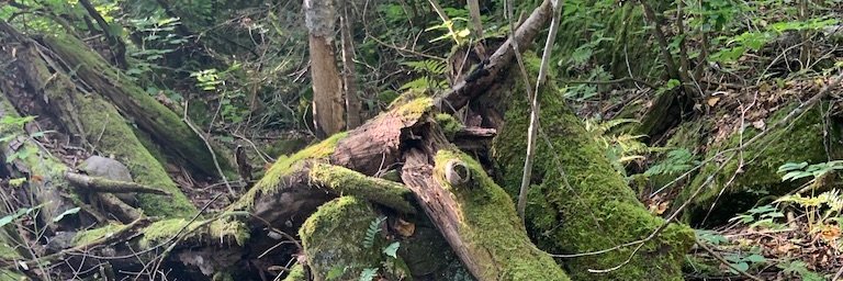 evapomeroy1's profile banner image