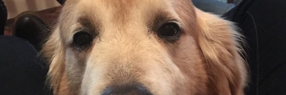 asugarmeen's profile banner image
