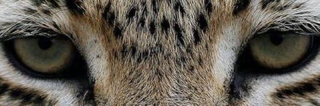MacielLaura_'s profile banner image