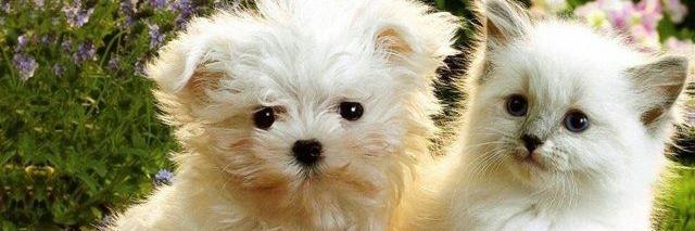 Pelin_k52's profile banner image