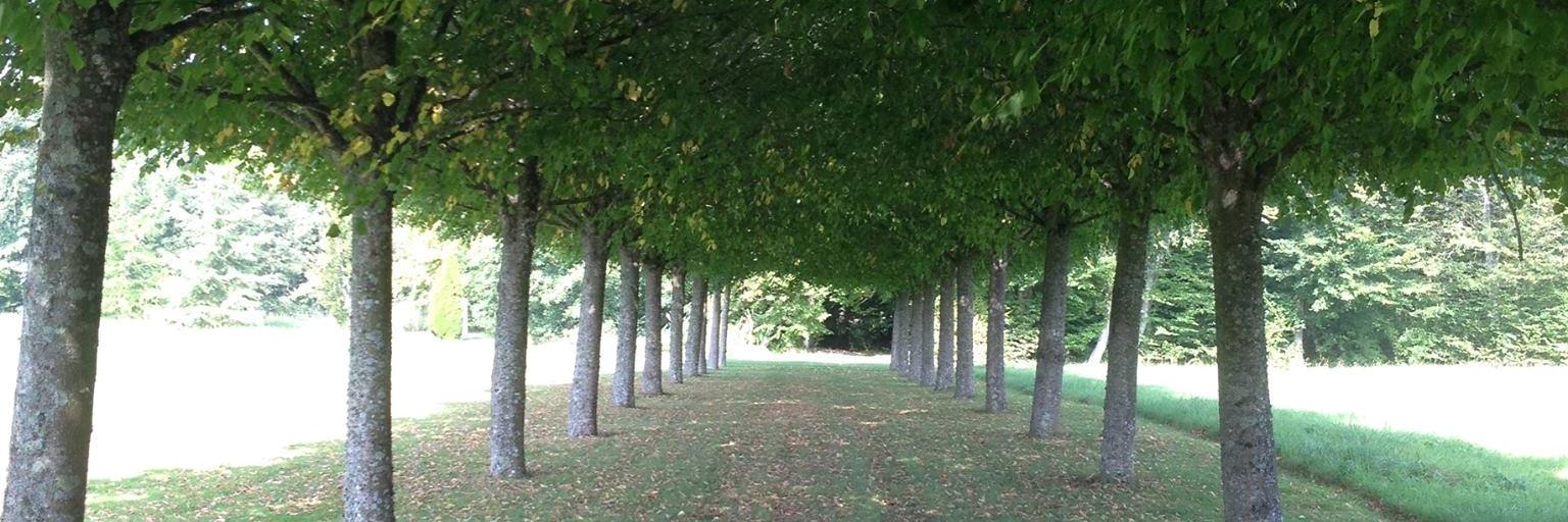 whartontrees's profile banner image