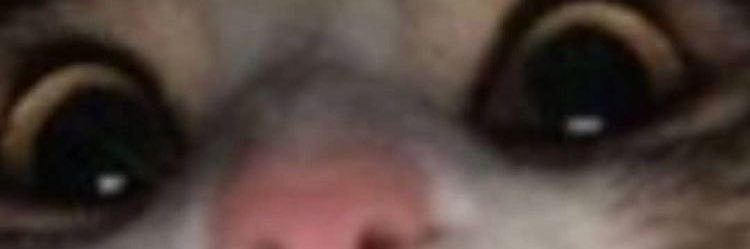 thacamargoc23's profile banner image