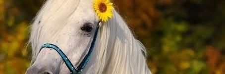 kalward__'s profile banner image
