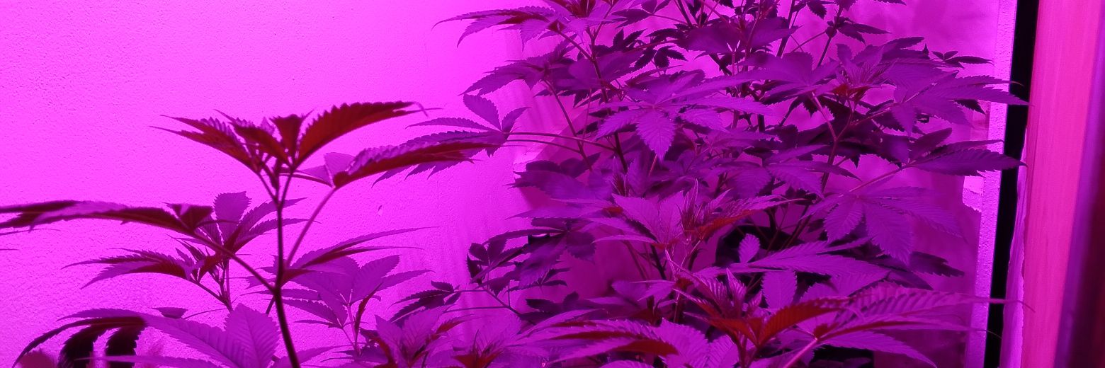 d1cotomia's profile banner image