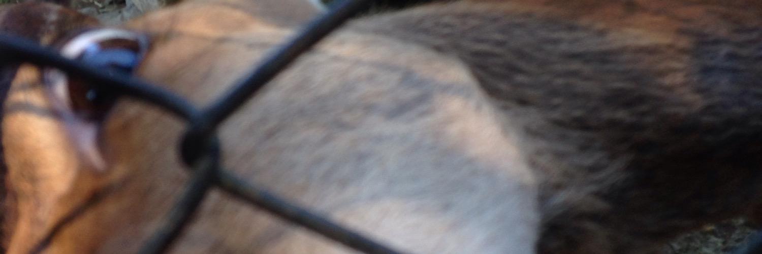metaloh's profile banner image