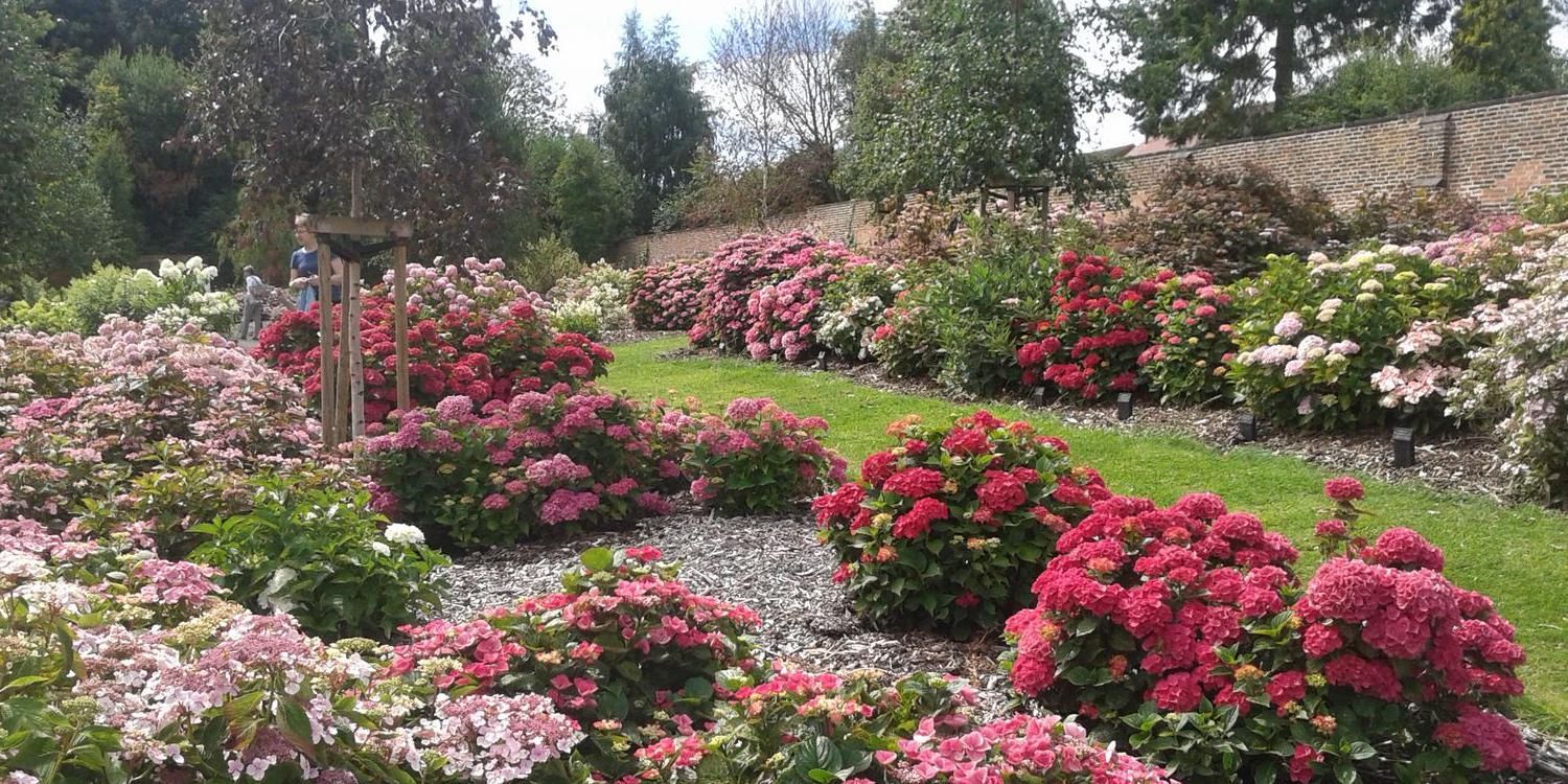 Hydrangea Derby banner