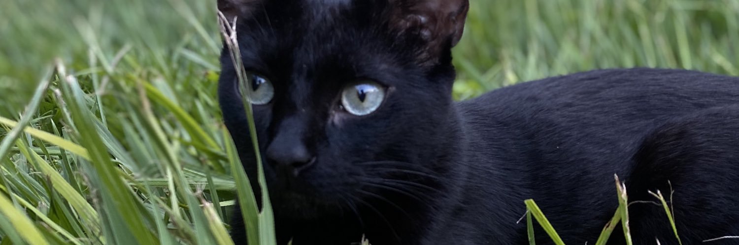 pipszs's profile banner image