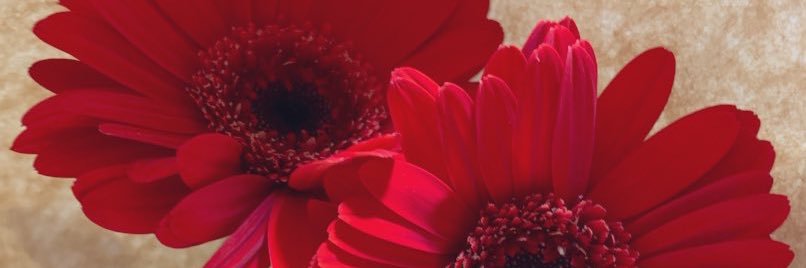 flower_y5's profile banner image