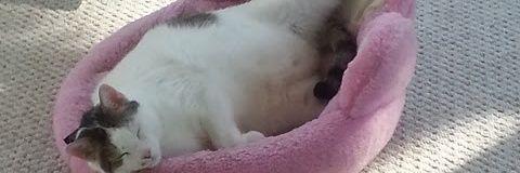 mojooo212's profile banner image