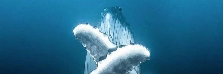 ayusoman's profile banner image
