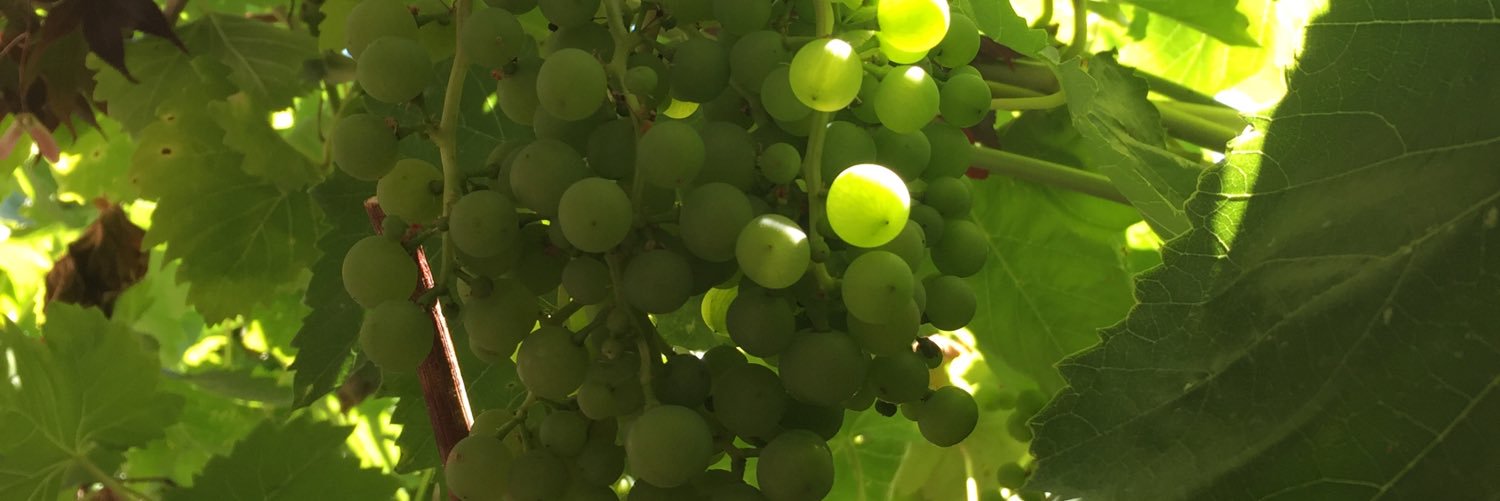 WineSnubs's profile banner image