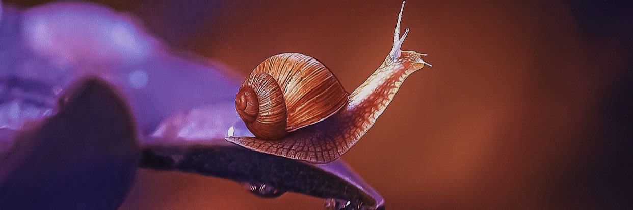 _steph_cisneros's profile banner image