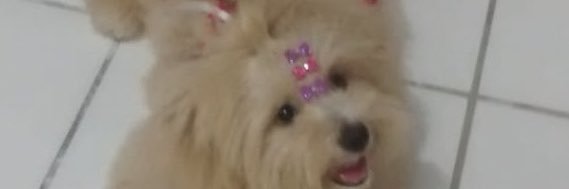 PardinhoMayume's profile banner image